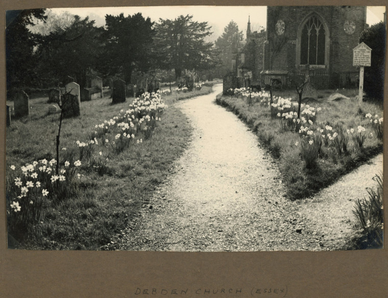 Debden Church Path with daffodils 1940s Copyright: Photograph Album