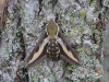 Bedstraw Hawk-moth Hyles galii 14 August 2020 Copyright: Gavin Price