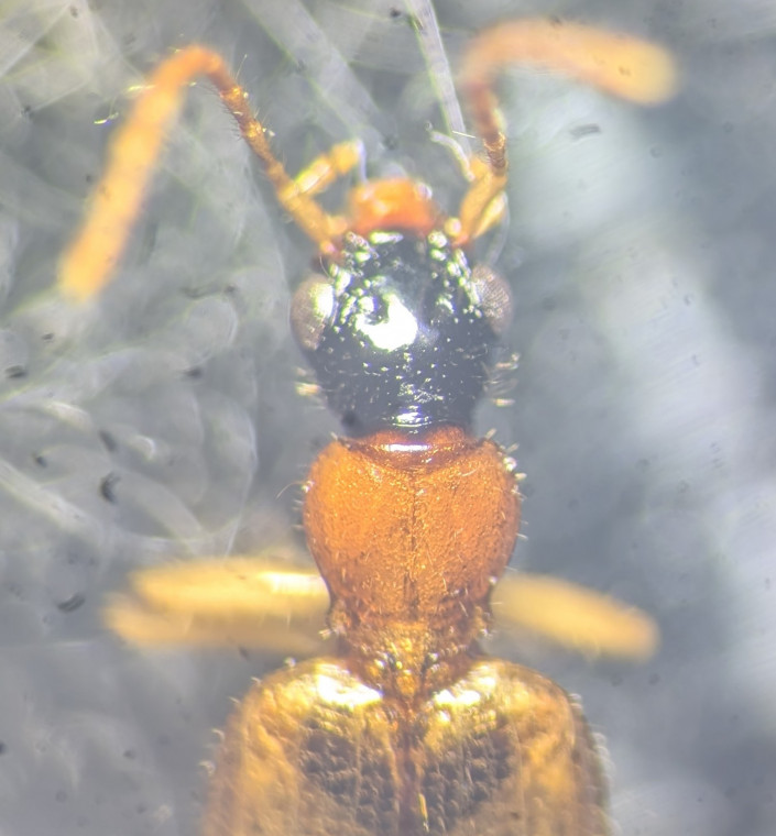 Demetrias atricapillus head Copyright: Robert Smith