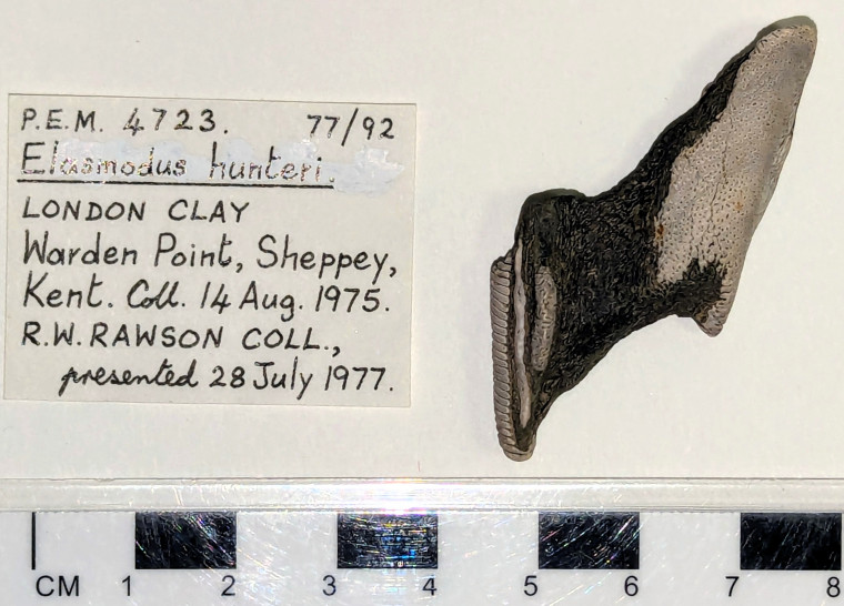 Elasmodus hunteri left mandibular plate London Clay Copyright: William George