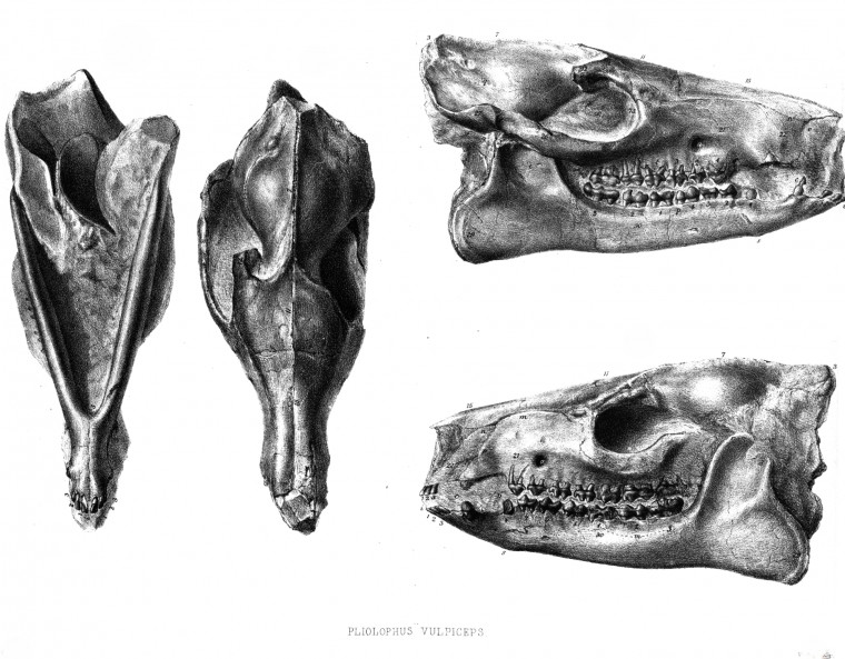 Harwich dredged fossil horse skull Copyright: William George