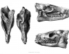 Harwich dredged fossil horse skull 