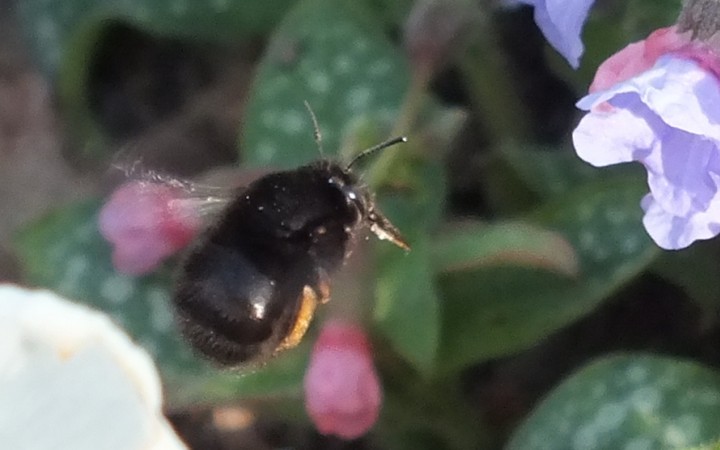 Hairy-footed Flower bee Copyright: Peter Pearson