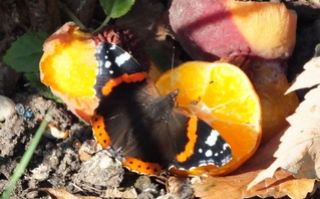 Red Admiral on orange Copyright: Peter Pearson