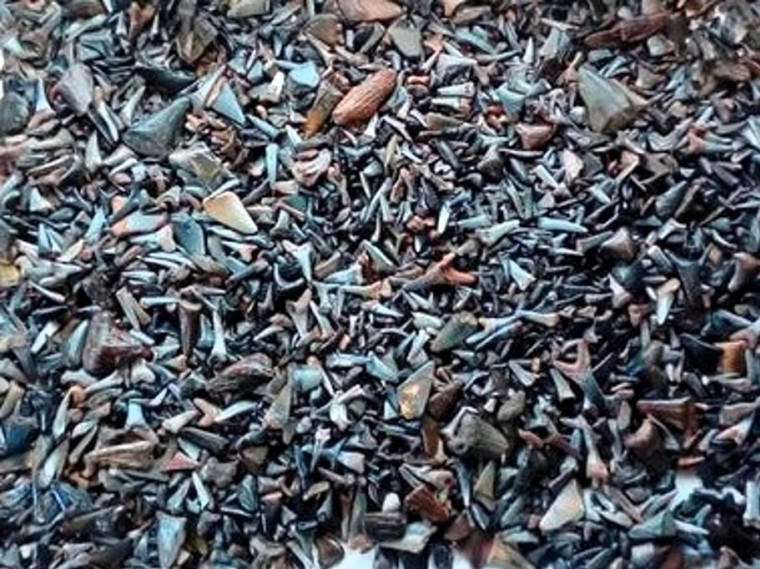 Sharks teeth collected from Clacton beach by Anthony Gees Copyright: William George