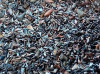 Sharks teeth collected from Clacton beach by Anthony Gees 