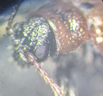 Lochmaea suturalis head Copyright: Robert Smith