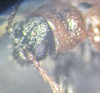 Lochmaea suturalis head Copyright: Robert Smith