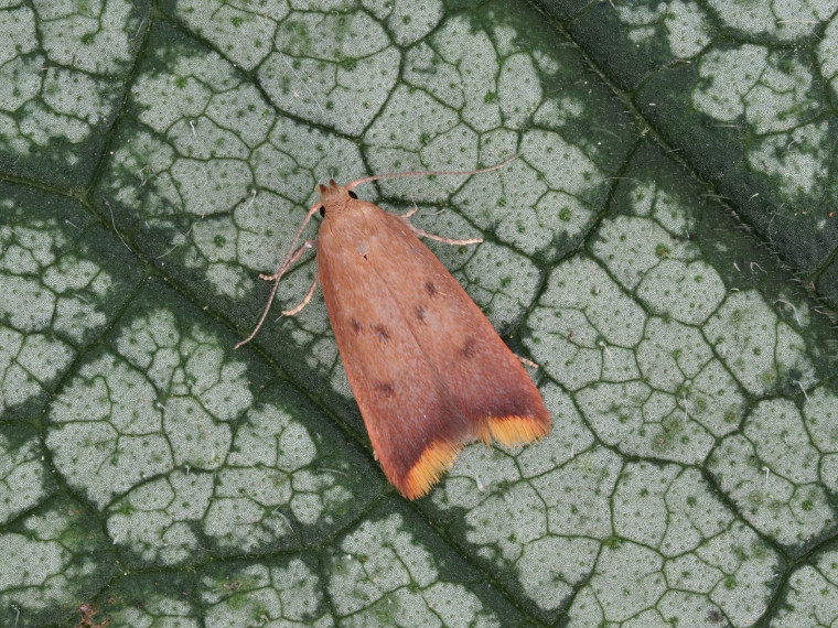 Tachystola acroxantha 25th September 2023 Copyright: Gavin Price