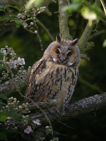 Long-Eared Owl Copyright: Malcolm Riddler