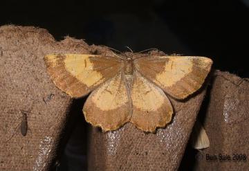 Orange Moth f.corylaria (Female) Copyright: Ben Sale