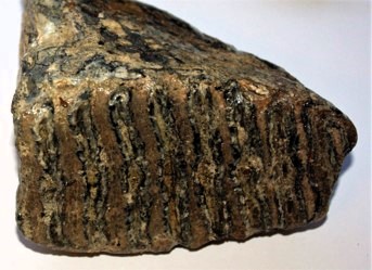 Fossil Mammoth Tooth from Recharged Beach Clacton Copyright: William George