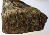 Fossil Mammoth Tooth from Recharged Beach Clacton  