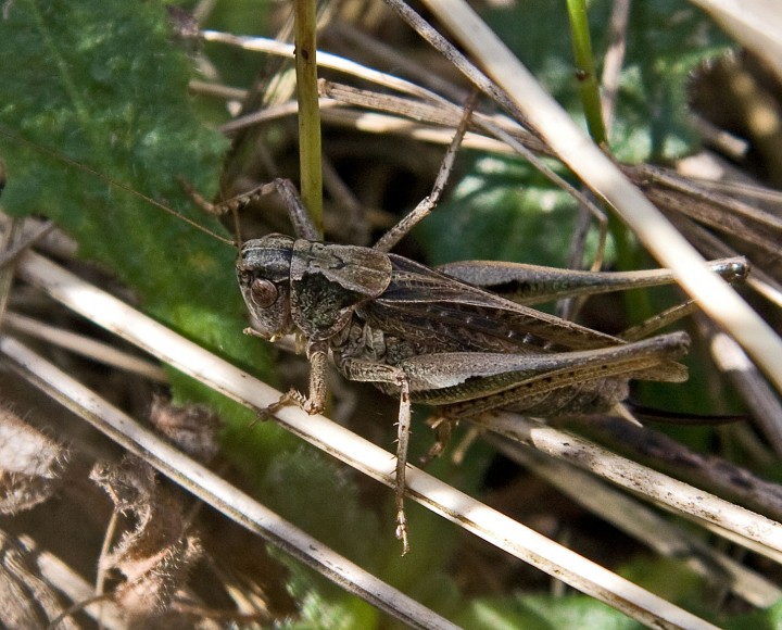Platycleis albopunctata  (Grey Bush Cricket) Copyright: Graham Ekins