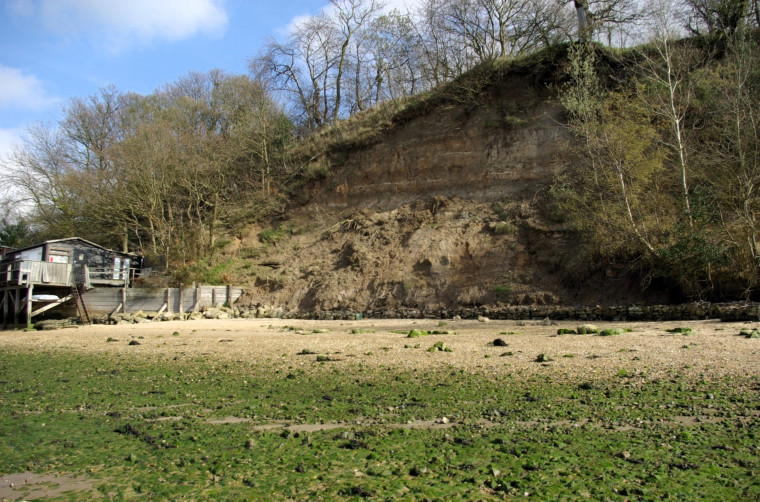 Wrabness Cliff with ash bands photograph Copyright: William George