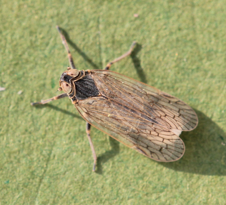 Pentastiridius leporinus Copyright: Yvonne Couch