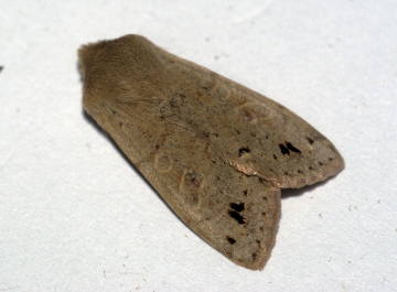 Twin-spotted Quaker 2 Copyright: Ben Sale