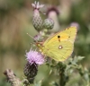 Clouded Yellow - 14th August 2013 Copyright: Colin Humphrey