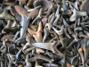 Harwich Fossil Sharks Teeth collected from beach 