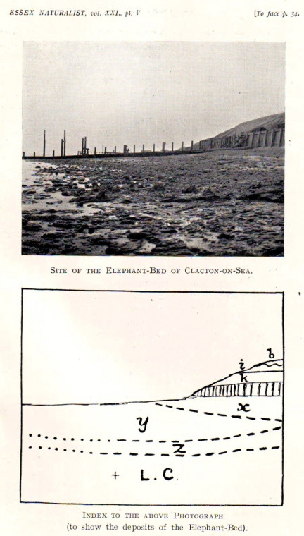 Clacton Pleistocene Channel and Elephant Bed in beach Copyright: William George