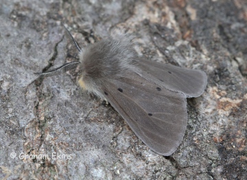 Muslin Moth  Diaphora mendica 2 Copyright: Graham Ekins