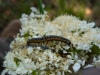 Depressaria daucella caterpillar Copyright: Peter Furze
