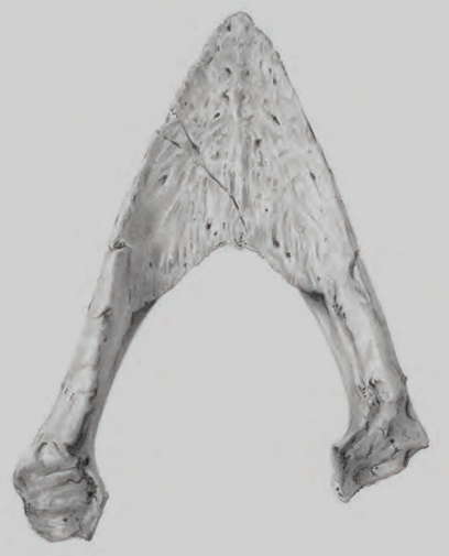 Puppigerus camperi turtle mandible drawing Walton on the Naze Copyright: William George