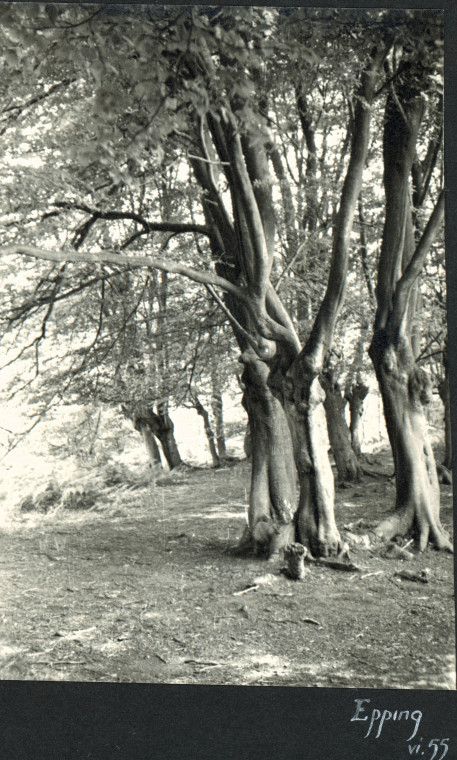 Epping Forest Trees 1955 Photograph Album Copyright: Photograph Album