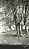 Epping Forest Trees 1955 Photograph Album 