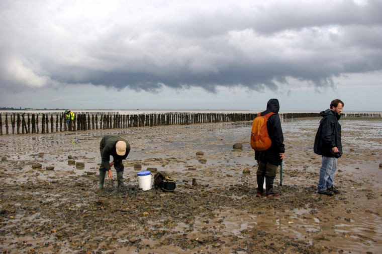 Cudmore Grove foreshore looking east photograph Copyright: William George