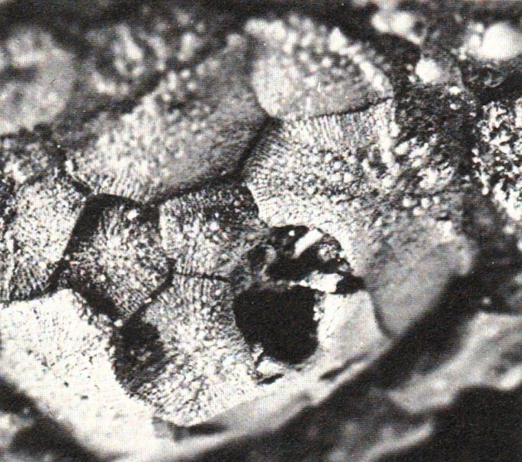 Salenia trisuranalis sea urchin test top view Walton on Naze Copyright: William George