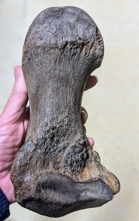 straight-tusked elephant (Palaeoloxodon antiquus) toe bone 4 Copyright: Mr Bree 1898