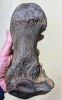 straight-tusked elephant (Palaeoloxodon antiquus) toe bone 4