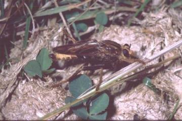 Asilus crabroniformis Copyright: Peter Harvey