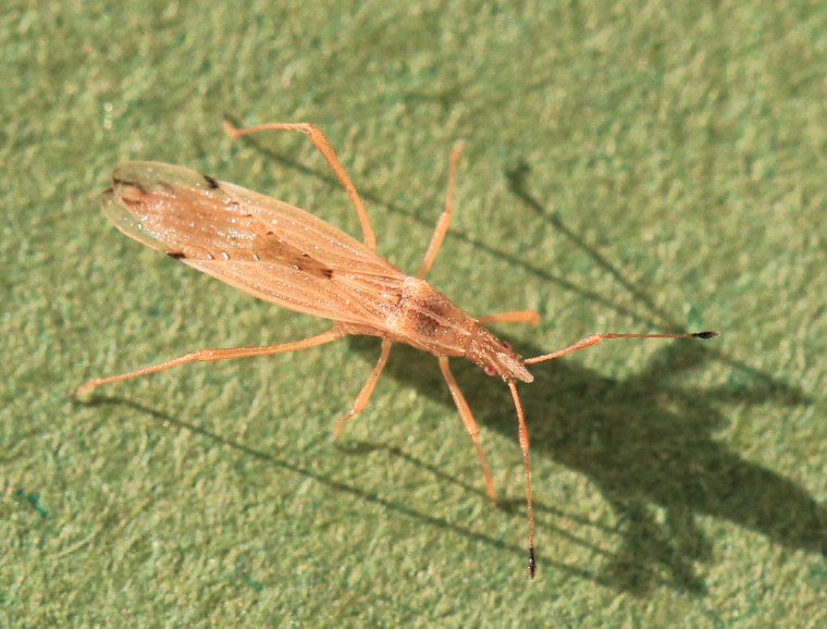 Berytinus signoreti Copyright: Yvonne Couch