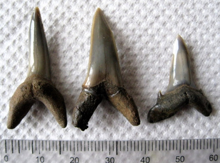 Sharks teeth from Eocene of Walton on the Naze Copyright: William George