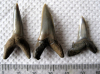 Sharks teeth from Eocene of Walton on the Naze  