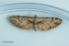 Eupithecia exiguata Mottled Pug 2 Copyright: Graham Ekins
