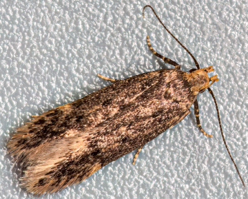 Bryotropha senectella 15-07-2024 (GD) Copyright: Bill Crooks