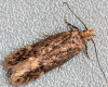 Bryotropha senectella 15-07-2024 (GD) Copyright: Bill Crooks