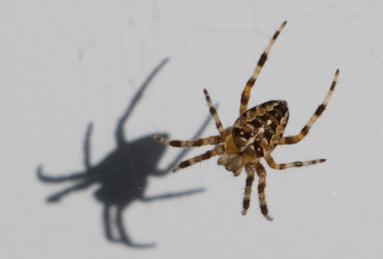 Garden spider 29.08.24 Copyright: Peter Squire