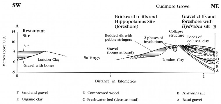 East Mersea Pleistocene Channels Section David Bridgland Copyright: William George