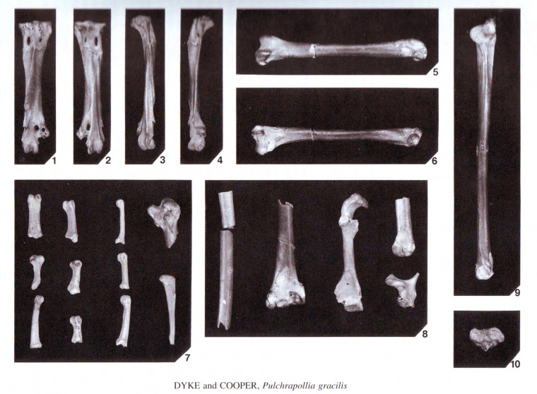 Pulchrapollia gracilis fossil bird Walton on Naze Copyright: William George