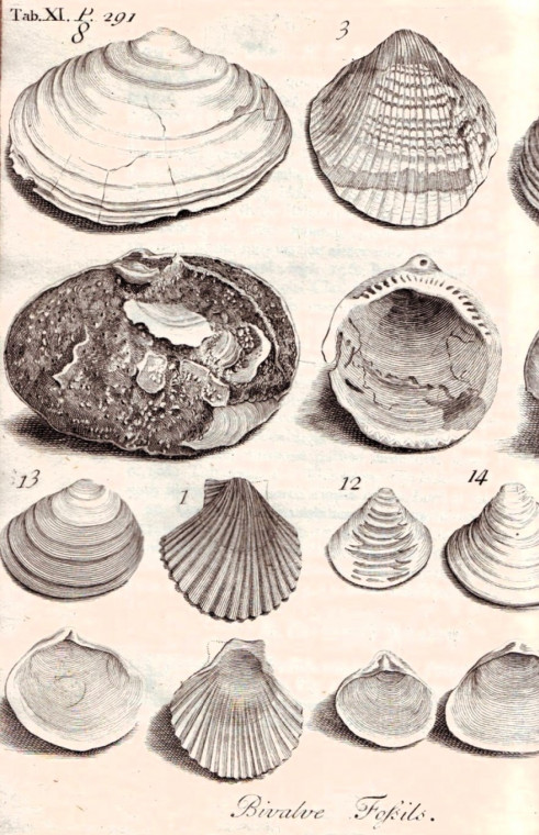 Harwich fossil bivalve shells from Red Crag Dale 1730 Copyright: William George
