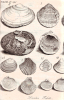 Harwich fossil shells from Red Crag Dale 1730