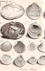 Harwich fossil bivalve shells from Red Crag Dale 1730 