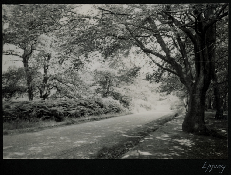 Epping Forest Road Scene1955 Photograph Album Copyright: Photograph Album