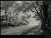 Epping Forest Road Scene1955 Photograph Album 