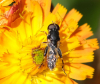 Syritta pipiens home 16.06.24 Copyright: Peter Squire