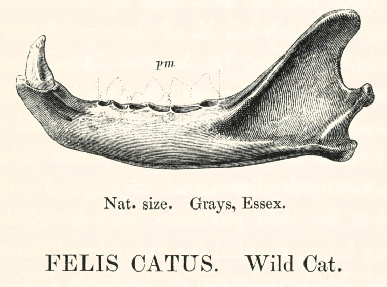 Wild Cat Felis catus jaw Pleistocene Grays Copyright: William George